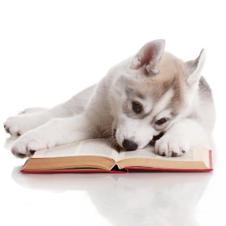 Husky puppy with a book