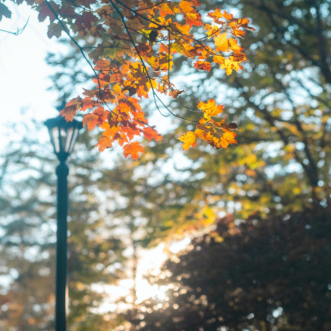 Branches with autumn leaves shine in the sunlight, a lamp post stands in the background.