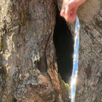 A person hand holds a strip reflective material that glints in the sunlight in front of a hole in a tree.