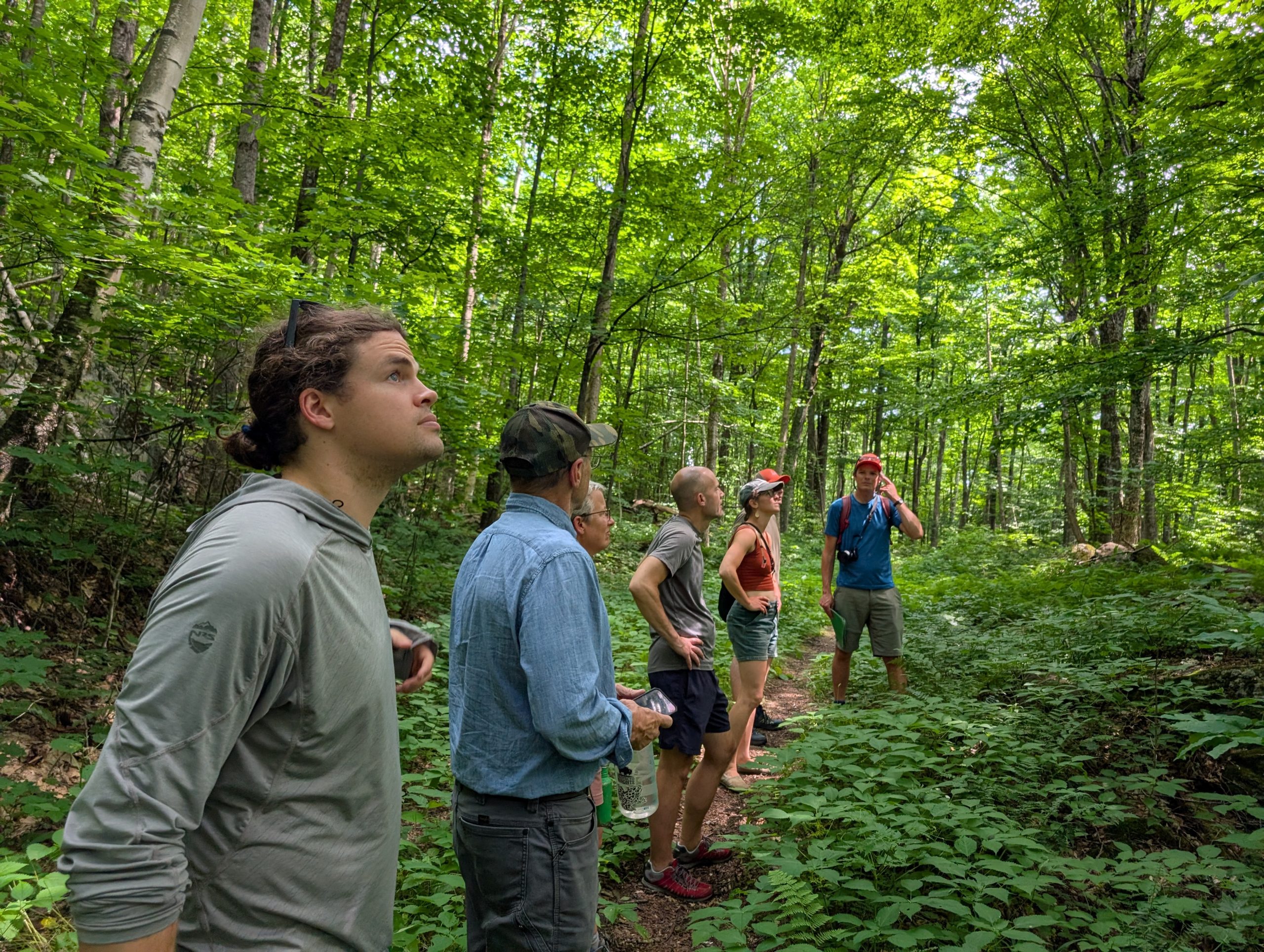 Green Curtain Roadshow participants look up into the forest canopy during a guided hike through Vermont's Green Mountain National Forest.